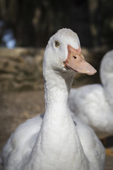 Domestic duck, domestic white ducks, naturally fed ducks