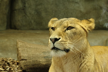 Obraz premium 静かに佇むメスライオン