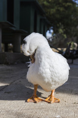 Domestic duck, domestic white ducks, naturally fed ducks