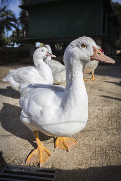 Domestic duck, domestic white ducks, naturally fed ducks