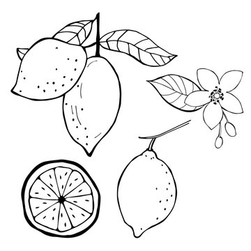 Lemons, flowers, seeds. Vector illustration.