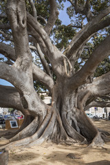Fototapeta premium Giant Rubber Tree 