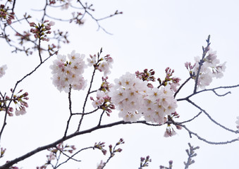桜の花