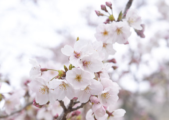 桜の花