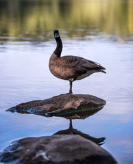 Goose on a Rock