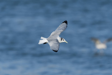 ミツユビカモメ(Black-legged kittiwake)