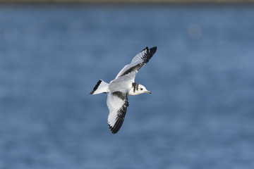 ミツユビカモメ幼鳥(Black-legged kittiwake)