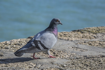 Pigeon walking near the beach of La Caleta in Cadiz, Spain