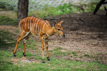 A deer standing on field
