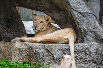 Female white lion lying on the rock