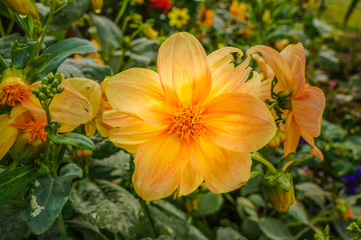 Blooming Dahlia in garden