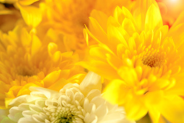 Yellow chrysanthemum flowers, macro image