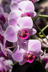 Farland orchid