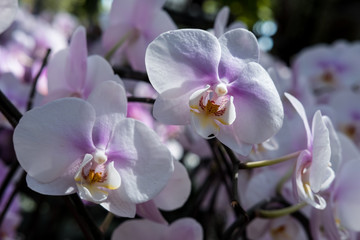 Fototapeta na wymiar Farland orchid