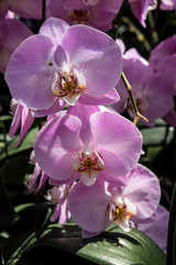 Fototapeta na wymiar Farland orchid