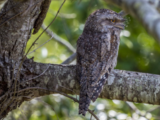 Tawny Frogmouth Profile