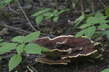 Ganoderma applanatum mushroom
