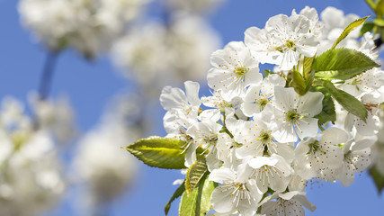 Blooming cherry in the spring.