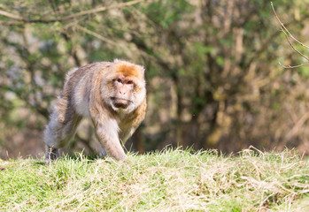Portrait of a Barbary Macaque walking along a grass bank