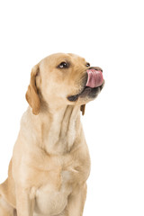 Dog licking isolated on white.