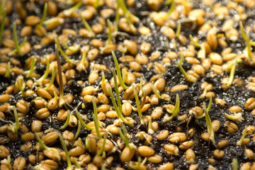 young green wheat grass