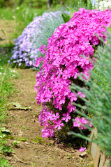 Obraz premium The flower rockery in a garden, big pink plant