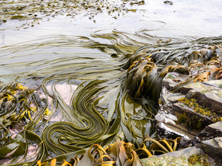 huge tangle of giant seaweed, Atlantic Ocean, Falkland Islands Malvinas