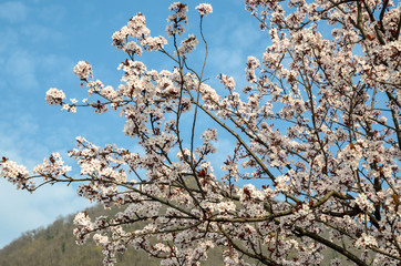Sakura (cherry blossom) in the garden