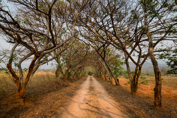 Fototapeta na wymiar Beautiful dirt road in the middle of fields with tunnel of trees and vanishing point, romantic landscape with nobody