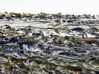 huge tangle of giant seaweed, Atlantic Ocean, Falkland Islands Malvinas