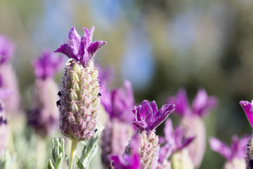 flores de lavanda