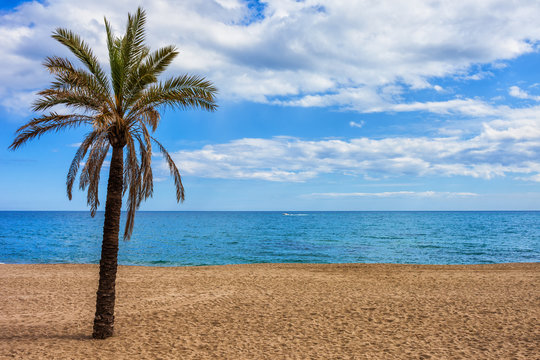 Beach Sea and single Palm Tree on Costa del Sol in Marbella, Spain