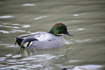 Beautiful portrait of Falcated Duck Anas Falcata bird on water in Spring