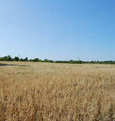 A peaceful sky over an oat field