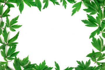 Green leaves pattern on white background. Flat lay