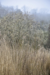 Fototapeta premium Moody foggy landscape scene of reeds and forest in backgorund