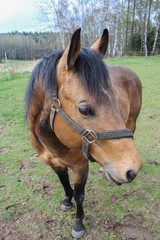 Obraz premium Brown horse on green grass