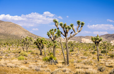 joshua tree with rocks in Joshua tree national park