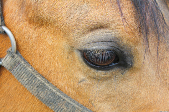 Horse eye, macro photo