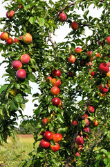 ripe plums on a tree branch