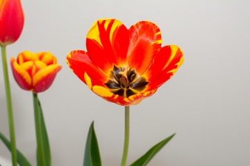 Tulpen auf weissen Hintergrund 