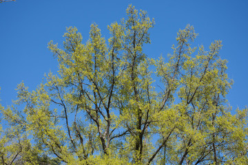Park in the center of Madrid, Spain