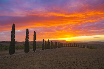 Fiery sunset in the Tuscan vineyard