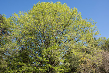 Fototapeta premium Park in the center of Madrid, Spain