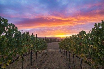 Naklejka premium Fiery sunset in the Tuscan vineyard