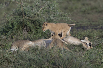 Lion
