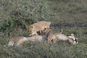 Lion