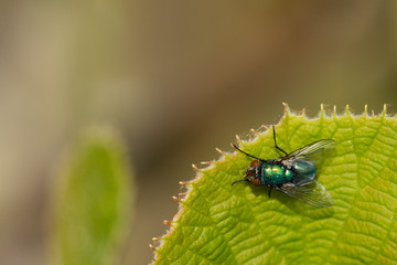 Green bluebottle fly with dew water droplets on body hair warming up in the spring sunshine on a leaf of the kiwi plant