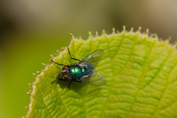 Green bluebottle fly with dew water droplets on body hair warming up in the spring sunshine on a leaf of the kiwi plant