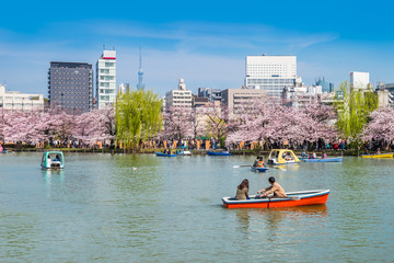 桜が満開の上野恩賜公園のボート池 / Scenery of 